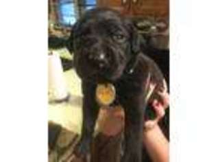 Mutt Puppy for sale in Saint Charles, IL, USA
