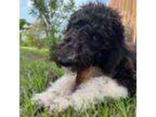 Goldendoodle Puppy for sale in Dundee, FL, USA
