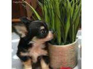 Chihuahua Puppy for sale in Due West, SC, USA