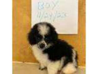 Mutt Puppy for sale in Denham Springs, LA, USA