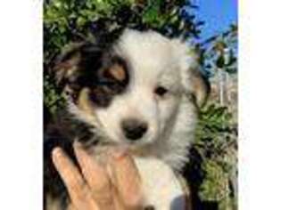 Miniature Australian Shepherd Puppy for sale in Edinburg, TX, USA