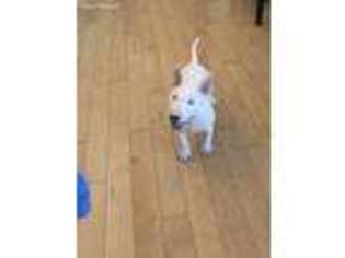 Bull Terrier Puppy for sale in Portland, OR, USA