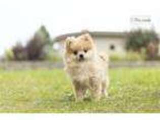 Pomeranian Puppy for sale in Fort Wayne, IN, USA