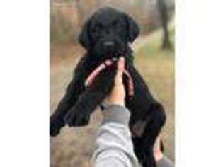 Labradoodle Puppy for sale in Flat Rock, AL, USA
