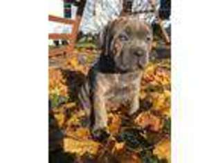 Cane Corso Puppy for sale in Millheim, PA, USA
