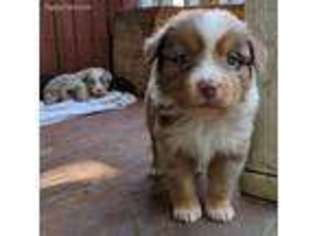 Miniature Australian Shepherd Puppy for sale in Macon, GA, USA