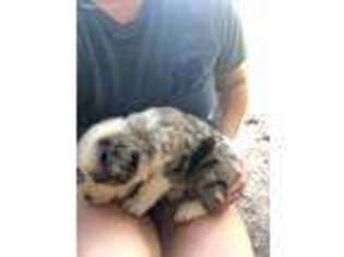 Miniature Australian Shepherd Puppy for sale in Deport, TX, USA
