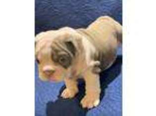 Bulldog Puppy for sale in Humble, TX, USA