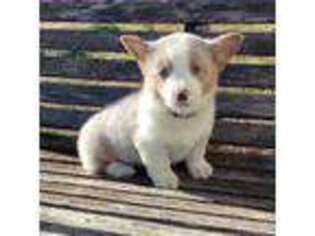Pembroke Welsh Corgi Puppy for sale in Leighton, AL, USA