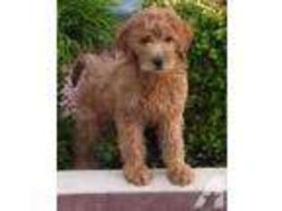 Goldendoodle Puppy for sale in BOISE, ID, USA