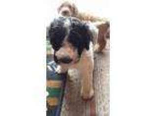 Labradoodle Puppy for sale in Farragut, IA, USA
