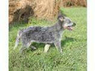 Australian Cattle Dog Puppy for sale in Tazewell, TN, USA