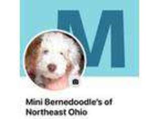 Mutt Puppy for sale in Conneaut, OH, USA