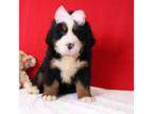 Bernese Mountain Dog Puppy for sale in Trenton, MO, USA