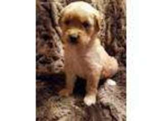Golden Retriever Puppy for sale in Sorento, IL, USA