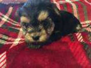 Yorkshire Terrier Puppy for sale in Princeton, NC, USA