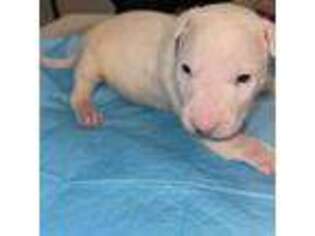 Bull Terrier Puppy for sale in Loganville, GA, USA