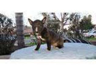 Bull Terrier Puppy for sale in Perris, CA, USA