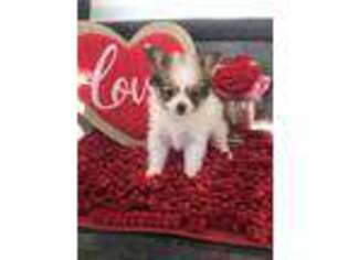 Papillon Puppy for sale in Mayslick, KY, USA