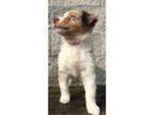 Australian Shepherd Puppy for sale in Lynn, IN, USA