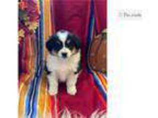 Buggs Puppy for sale in Fayetteville, AR, USA