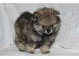 Pomeranian Puppy for sale in Kaufman, TX, USA