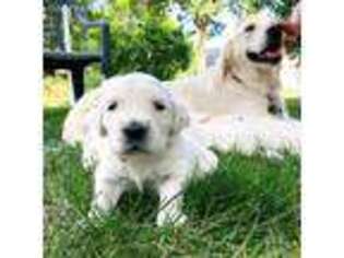 Golden Retriever Puppy for sale in Fort Atkinson, WI, USA