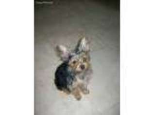 Yorkshire Terrier Puppy for sale in Wayland, NY, USA