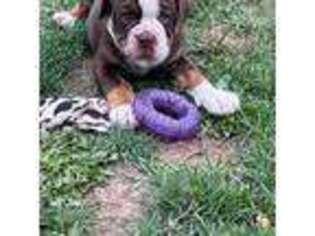 Olde English Bulldogge Puppy for sale in Pine City, MN, USA