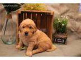 Golden Retriever Puppy for sale in Mifflintown, PA, USA