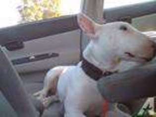 Bull Terrier Puppy for sale in GAINESVILLE, FL, USA