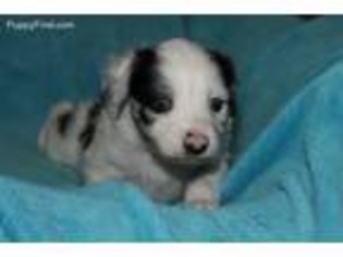 Miniature Australian Shepherd Puppy for sale in Mott, ND, USA