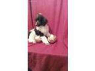 Mutt Puppy for sale in Albany, KY, USA