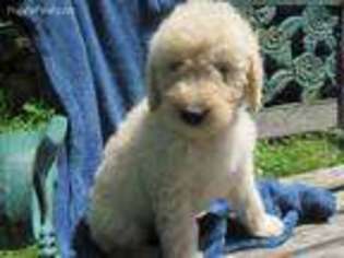 Medium Photo #1 Goldendoodle Puppy For Sale in Yacolt, WA, USA