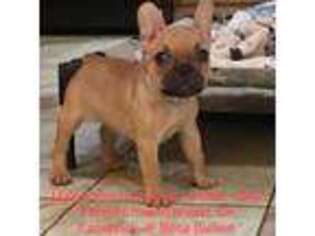 French Bulldog Puppy for sale in Lake George, NY, USA
