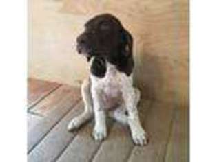 German Shorthaired Pointer Puppy for sale in Leander, TX, USA