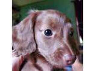 Dachshund Puppy for sale in Fort White, FL, USA