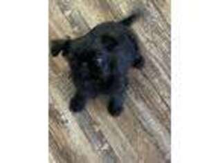 Brussels Griffon Puppy for sale in Wedgefield, SC, USA