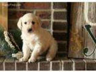 Golden Retriever Puppy for sale in Millersburg, PA, USA