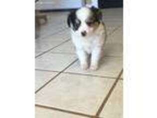 Miniature Australian Shepherd Puppy for sale in Happy, TX, USA