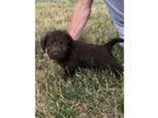 Labradoodle Puppy for sale in Centralia, KS, USA