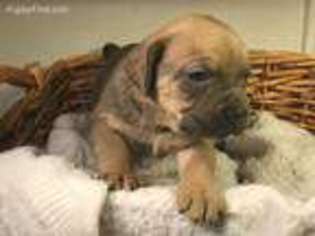 Cane Corso Puppy for sale in Crosby, MS, USA