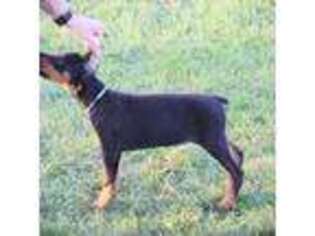 Doberman Pinscher Puppy for sale in Aredale, IA, USA