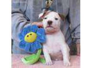 American Staffordshire Terrier Puppy for sale in Ruther Glen, VA, USA