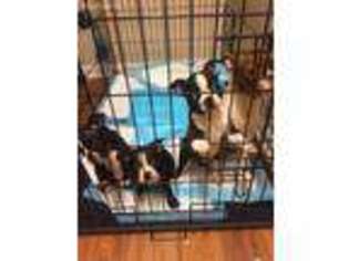 Boston Terrier Puppy for sale in Lake Mary, FL, USA
