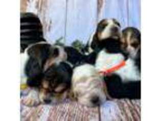 Basset Hound Puppy for sale in Glennville, CA, USA