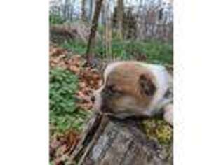 Pembroke Welsh Corgi Puppy for sale in Winchester, VA, USA