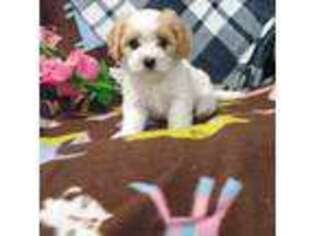 Cavachon Puppy for sale in Hudsonville, MI, USA