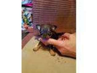 Chihuahua Puppy for sale in North Liberty, IA, USA