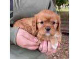 Cavalier King Charles Spaniel Puppy for sale in Sullivan, IL, USA